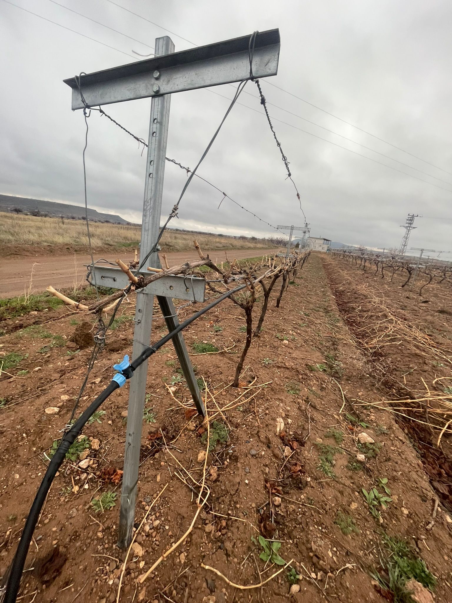 Telli Terbiye Sistemleri