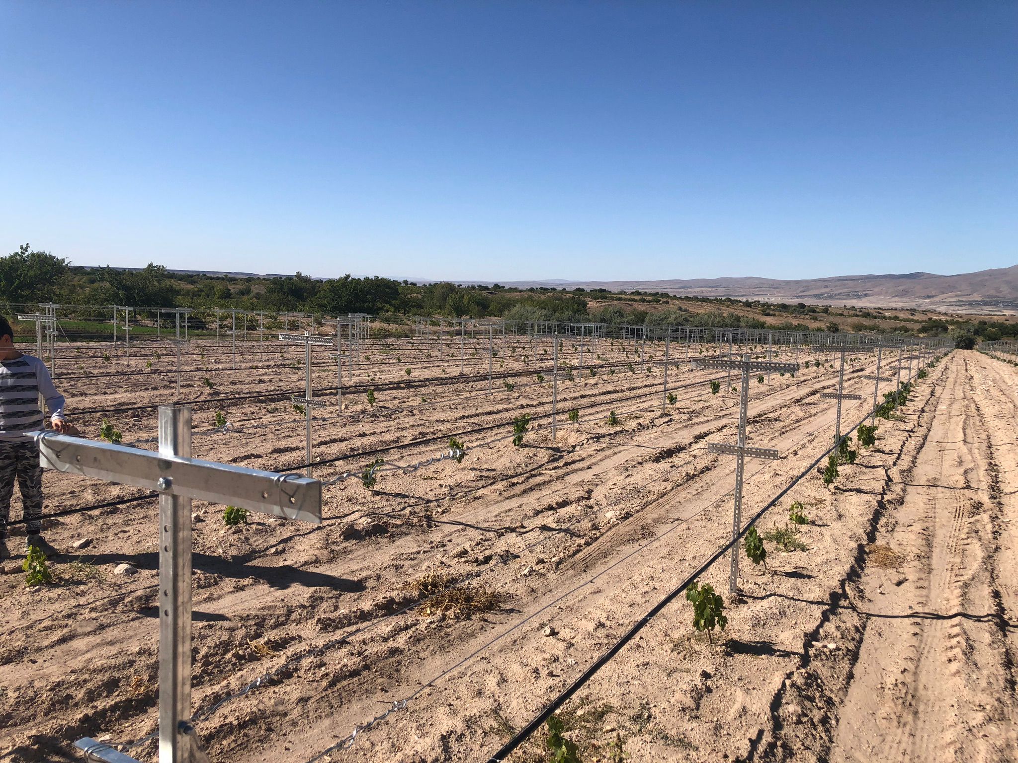 Telli Terbiye Sistemleri