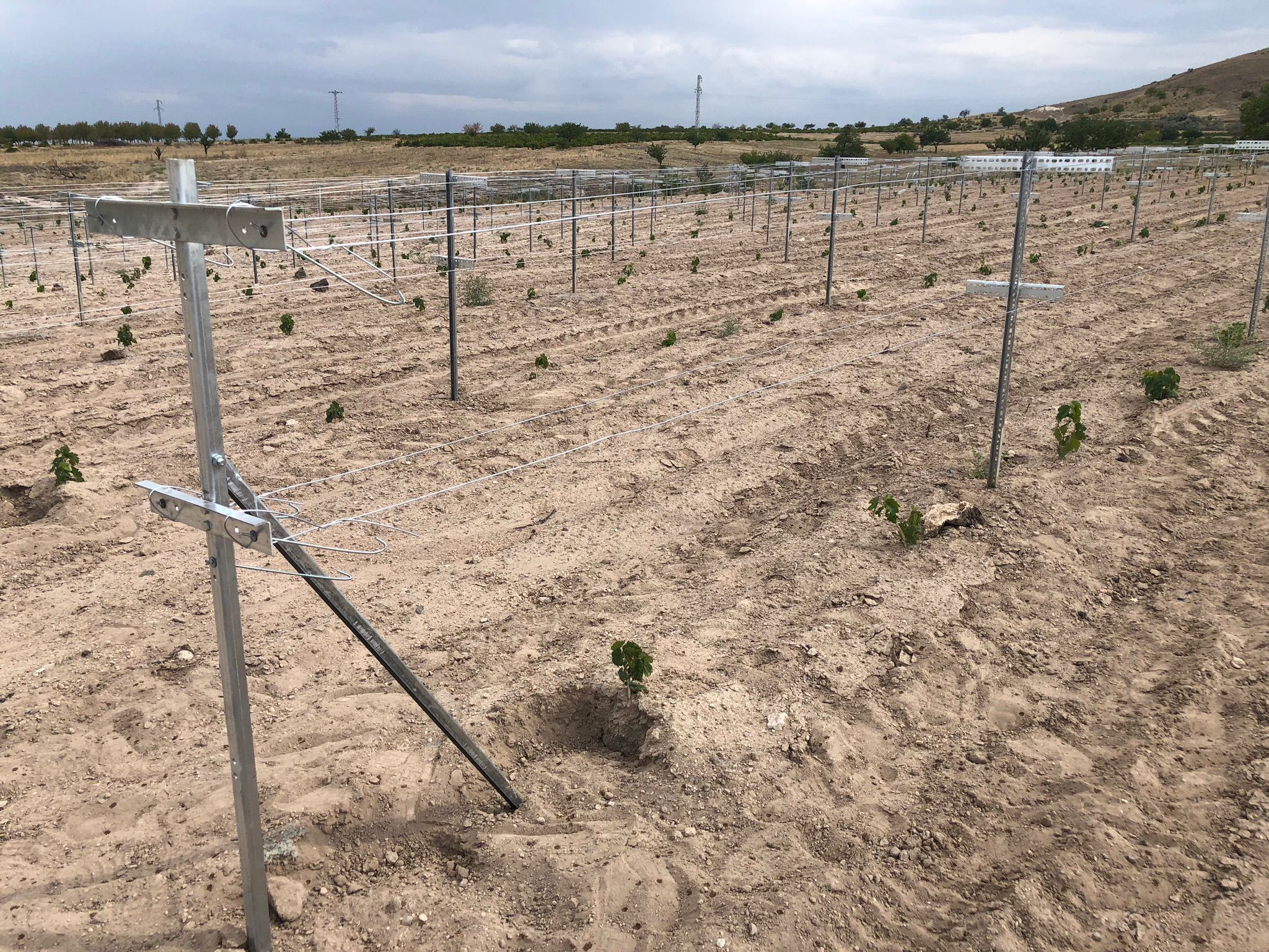 Telli Terbiye Sistemleri